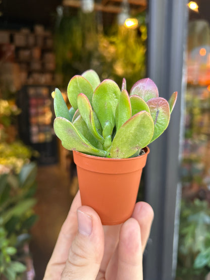 Crassula Ovata | 5.5cm pot