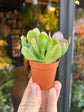 Crassula Ovata | 5.5cm pot