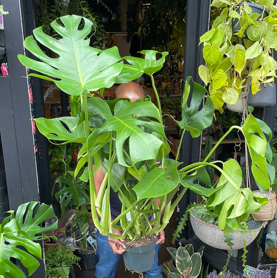Monstera Deliciosa (19cm pot)
