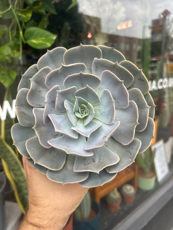 Echeveria Lilacina | 13cm pot
