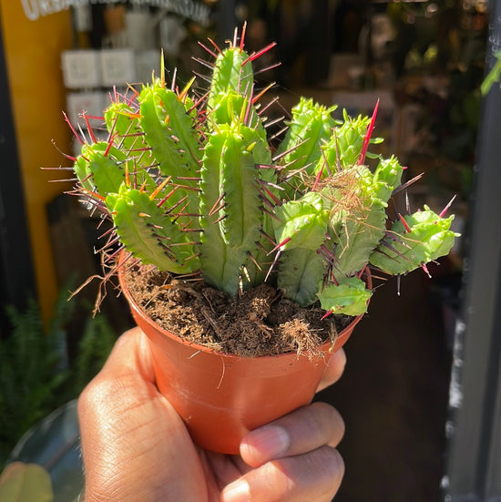 A Euphorbia Enopla plant also known as a cactus-like plant in front of Urban Tropicana&