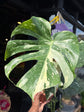 Monstera Deliciosa ‘Thai Constellation’ | 13cm pot