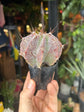 Astrophytum hybrid | 6cm pot