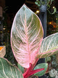 Philodendron Birkin ‘Pink Bikini’ | 9cm pot