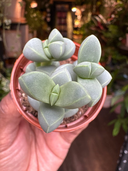 Delosperma Lehmannii | 5.5cm pot