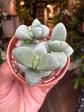 Delosperma Lehmannii | 5.5cm pot