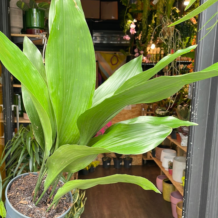 A Aspidistra Elatior plant also known as a Cast Iron plant in front of Urban Tropicana&