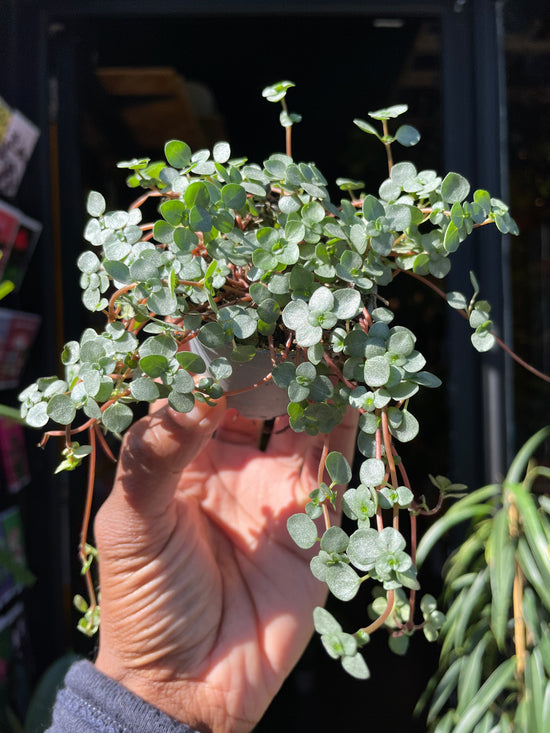 Pilea Glaucophylla (6cm pot)