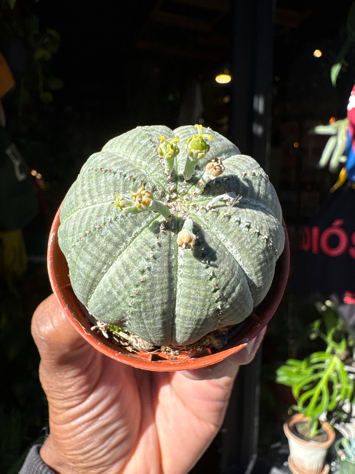 Euphorbia Obesa | 5.5cm pot