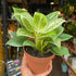 A Philodendron Birkin in front of Urban Tropicana’s store in Chiswick, London
