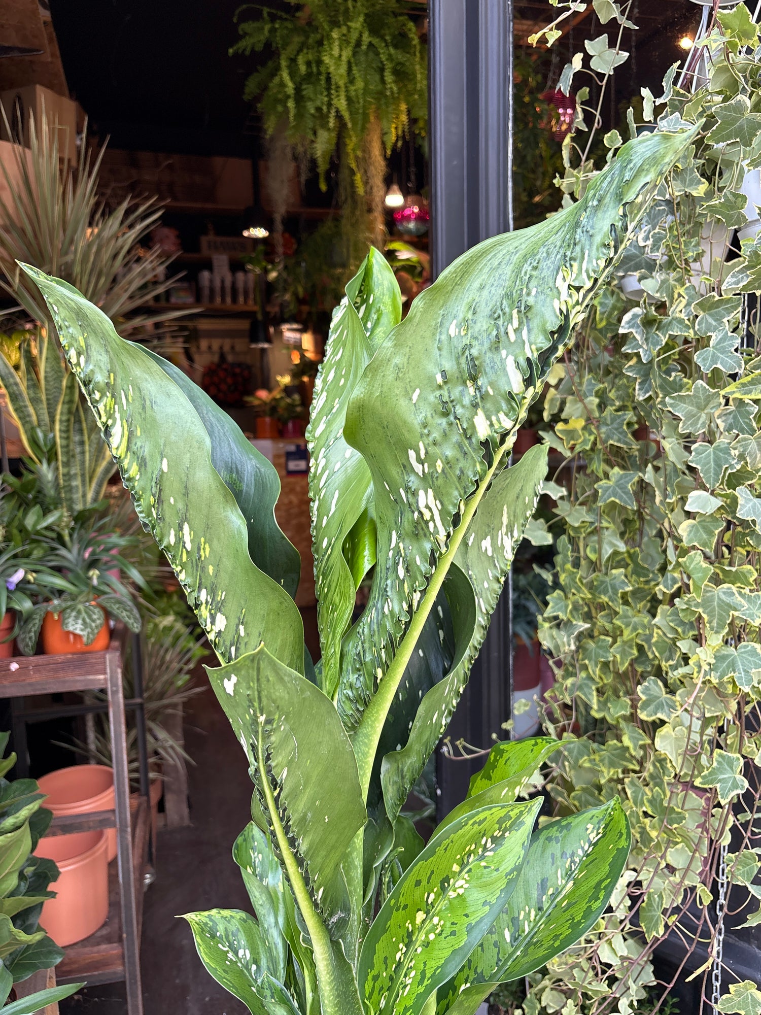 dieffenbachia dragon scale Dieffenbachia Tropic Snow - House Plants - Plant Shop