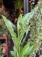 Dieffenbachia ‘Caiman’ | 21cm pot
