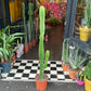 A Euphorbia Acrurensis plant also known as a Desert Candle Cactus in front of Urban Tropicana&