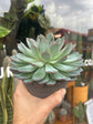 Echeveria Pulidonis | 13cm pot