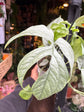 Monstera Amydrium Medium Silver | 10cm pot