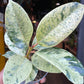 A Ficus Elastica ‘Shivereana’ plant also known as a Moonshine Ficus in front of Urban Tropicana&