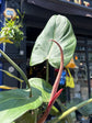 Philodendron Summer Glory | 14cm pot