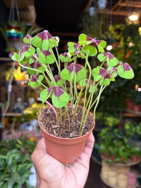 Oxalis Iron Cross | 9cm pot