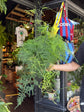 Asparagus Setaceus | 19cm Hanging pot
