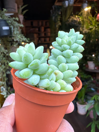 Sedum Burrito | 5.5cm pot