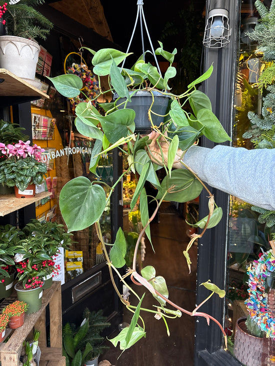 Philodendron Scandens | 15cm hanging pot