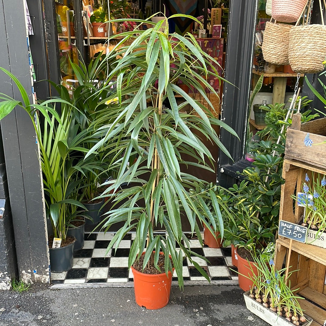 A Ficus Alii plant also known as a Ficus Maclellandii in front of Urban Tropicana&