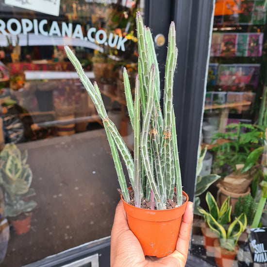 A Senecio Stapeliiformis plant also known as a Candle Stick Plant in front of Urban Tropicana&