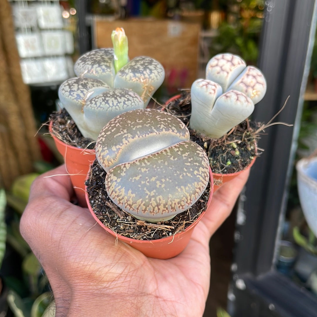 Lithops (5.5cm pot) in front of Urban Tropicana’s store in Chiswick, London