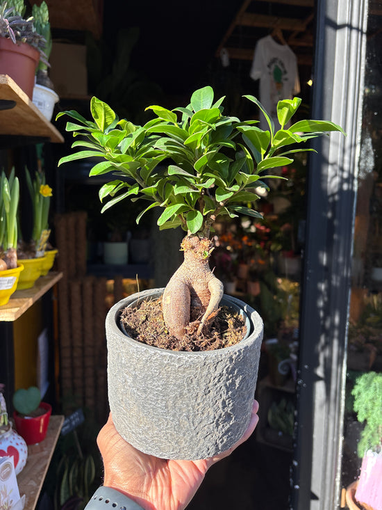 Ficus Ginseng | 12cm ceramic decorative pot