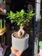 Ficus Ginseng | 12cm ceramic decorative pot