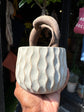 Ficus Microcarpa ‘Ginseng’ | 12cm ceramic decorative pot