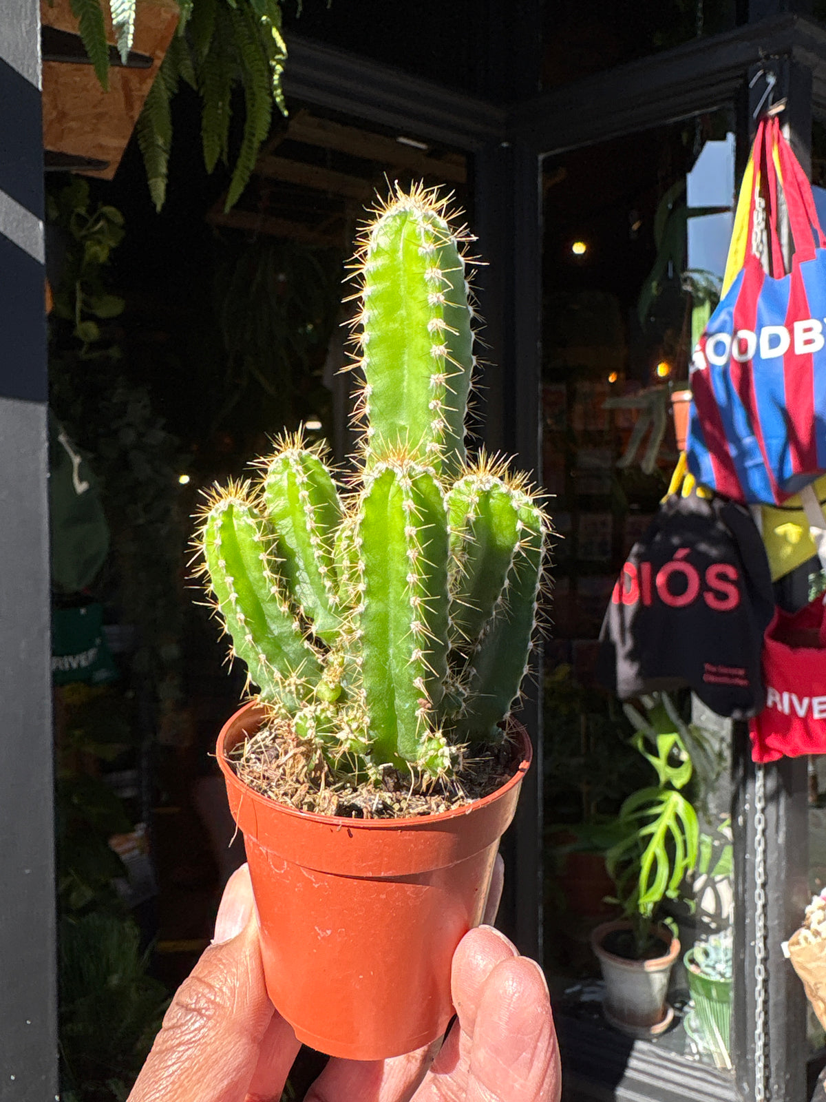 Cereus Peruvianus Florida | 5.5cm pot