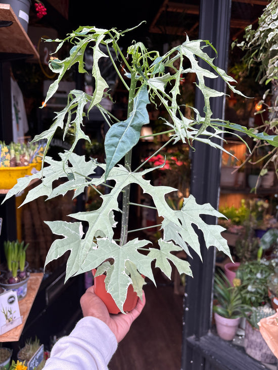 Cnidoscolus Aconitifolius Variegated | 10.5cm pot