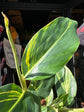 Alpinia Zerumbet Variegated | 14cm pot