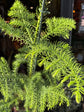 Araucaria Heterophylla | Norfolk Island Pine | 14cm pot