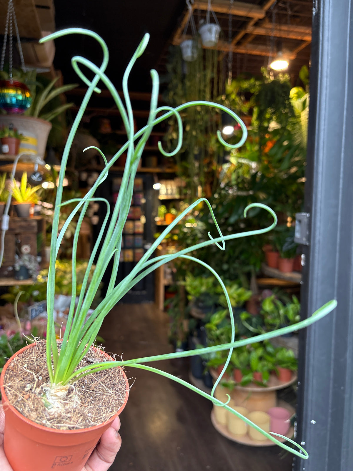Albuca spiralis ‘Frizzle Sizzle’ | 9cm pot