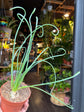 Albuca spiralis ‘Frizzle Sizzle’ | 9cm pot