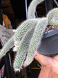 Hildewintera Colademononi | Monkey Tail Cactus | 14cm pot