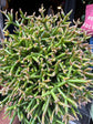 Rhipsalis cereuscula | 12cm pot