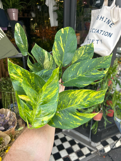 Epipremnum Goldfinger | 17cm pot