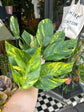 Epipremnum Goldfinger | 17cm pot