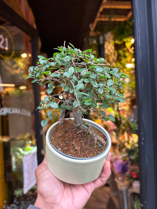 Bonsai Zelkova | 11cm green ceramic pot