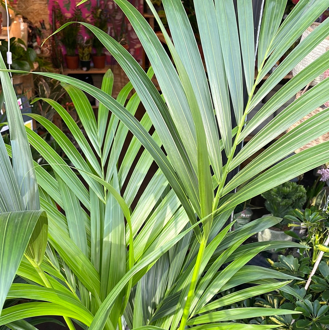 A Howea Forsteriana plant also known as a Kentia Palm in front of Urban Tropicana&