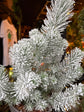 Pinus Silver Crest Snow | 17cm pot