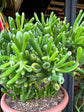 Crassula Ovata Hobbit | 22cm pot