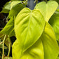 Philodendron Scandens Lemon Lime (17cm hanging pot)