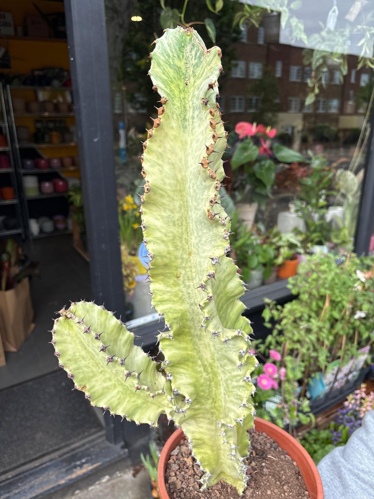 An Euphorbia Erytrea Variegata plant in front of Urban Tropicana&