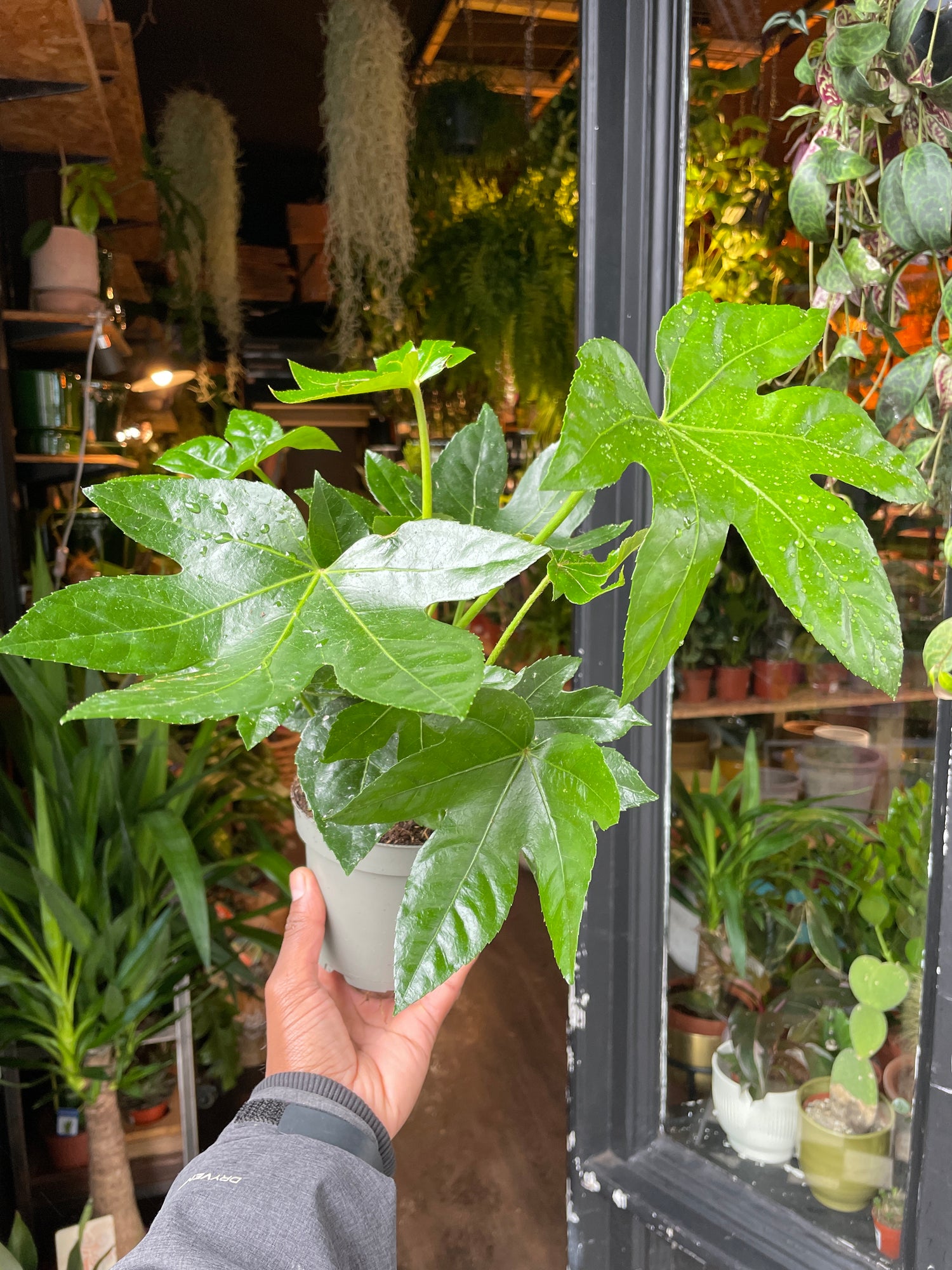 A Fatsia Japonica plant also known as a Paper plant in front of Urban Tropicana&