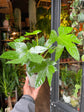 A Fatsia Japonica plant also known as a Paper plant in front of Urban Tropicana&