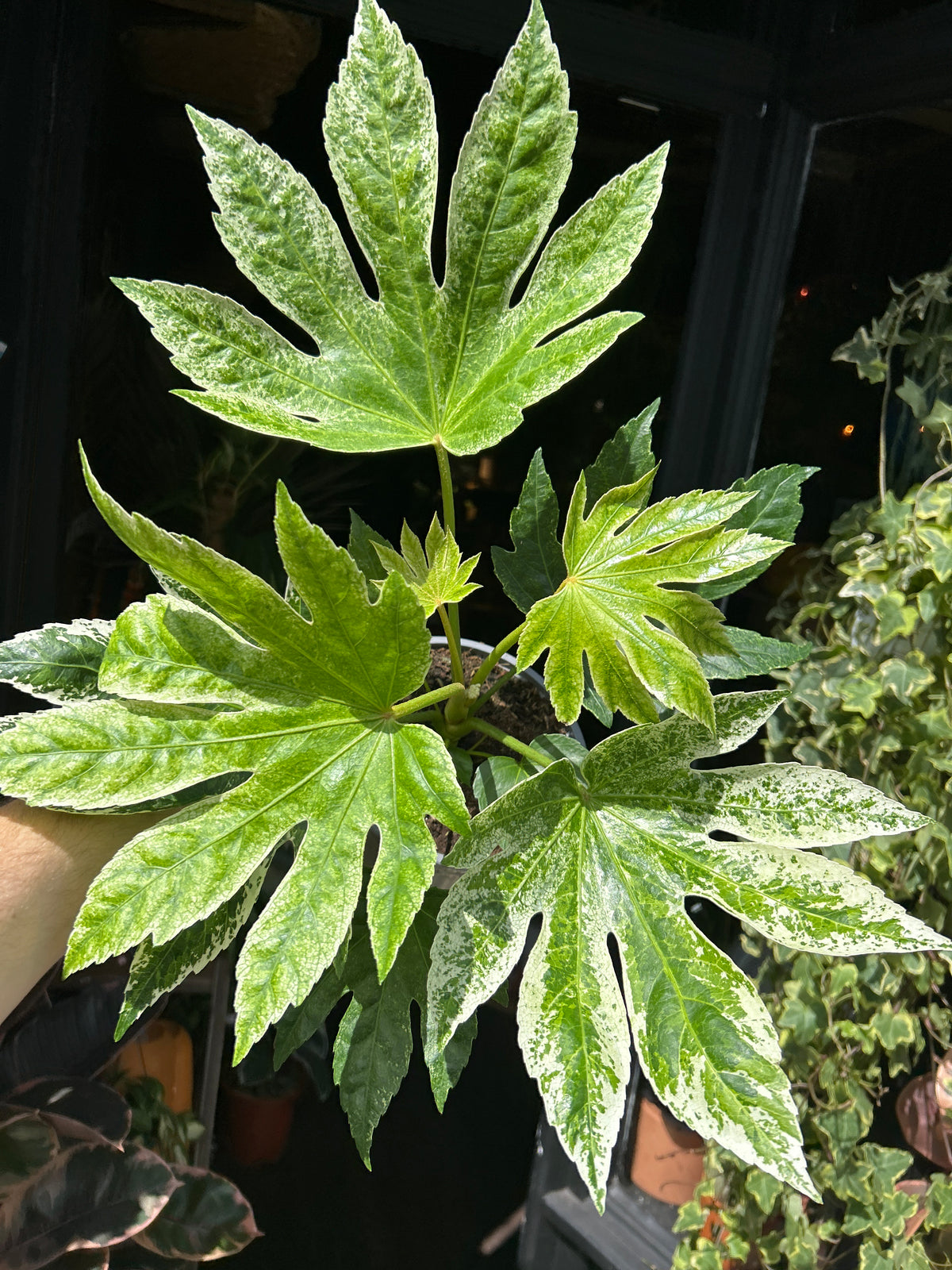 Fatsia Japonica ‘Spider’s Web’ in front of Urban Tropicana’s Plant Shop in Chiswick London